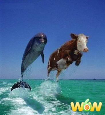 natation des vaches